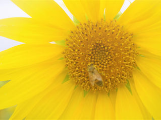 セッション再開について