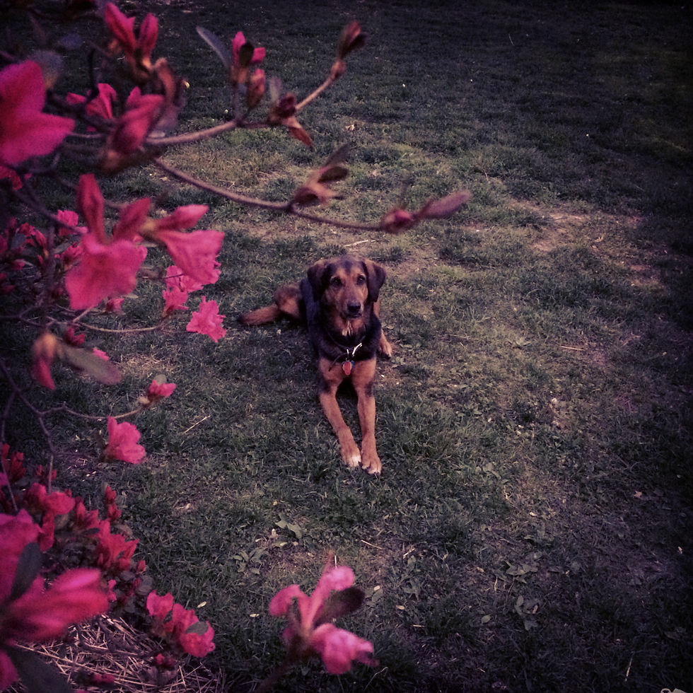 Early spring blooms on an acid-loving azalea are always welcome.
