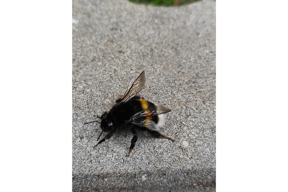 ハチ