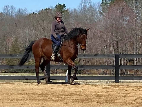Equine-Pain-Management-Serraquin-TaraCook.jpg