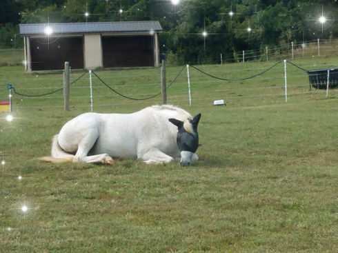 equine uveitis supplement-Serraquin-Beth R.jpg