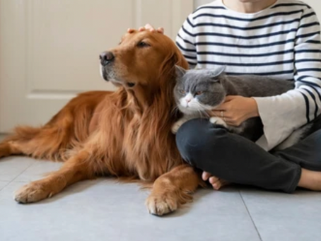 Une chimiothérapie pour mon chien ou pour mon chat?