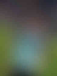 香港明星足球隊