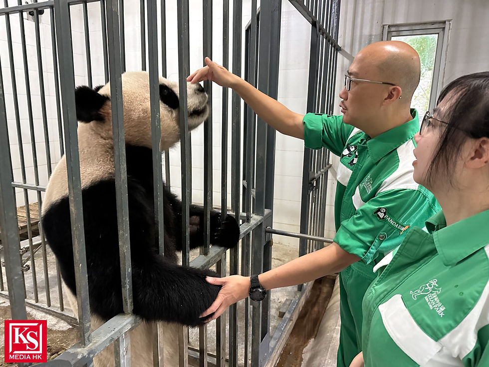 海洋公園動物護理團隊分享大熊貓安安和可可抵園一周概況