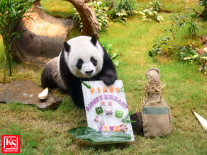 大熊貓安安與可可抵港一周年及國慶慶祝活動