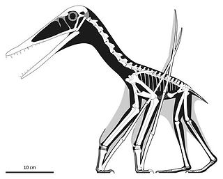 Laueropterus vitriolus