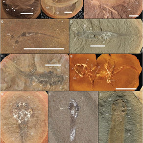 A new paper in the journal Science on stem tetrapods includes Lauer Foundation Specimens