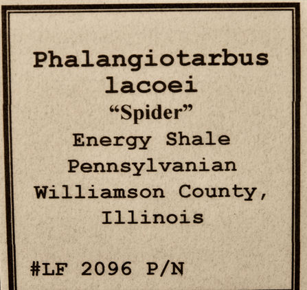_BHL5865LF2096A.jpeg