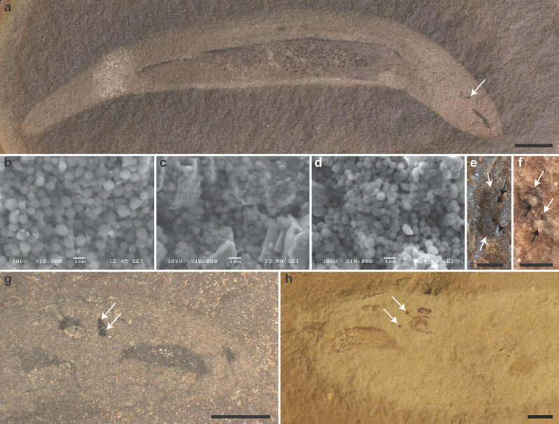 The Lauer Foundation was involved in a study of hagfish eyes with collaborators from the University of Wisconsin- Milwaukee, The Sandra and David Douglass Collection, Field Museum and the University of Ottawa published in the journal Biology Letters.