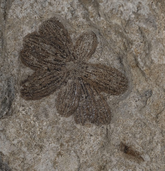 An exciting new Book on Solnhofen Archipelago Plants