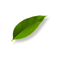 lime leaf.png