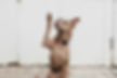 camylla-battani-AoqgGAqrLpU-unsplash.jpg