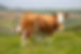Farm vets, carmarthenshire. Pedigree Herds, beef, Dairy. Newcastle emlyn farm vets. Veterinary.