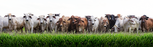 editable____edited.png