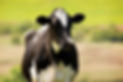 dairy Cow, cows, cattle , cattle vet, vets, herd health, herds wales. Farm Vets, veterinary. newcastle emlyn vet practice.