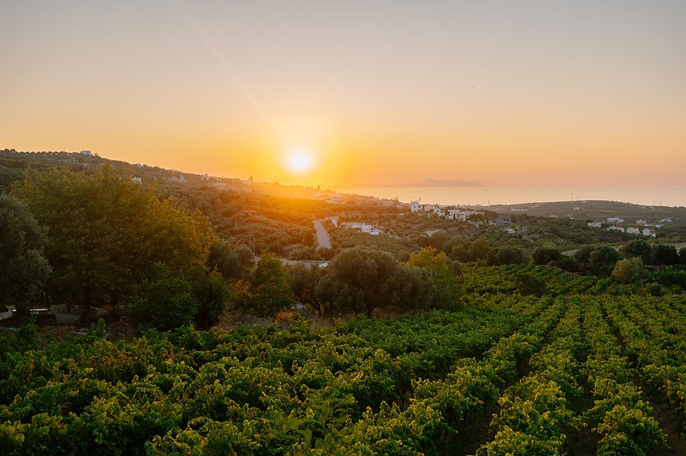 Sunset over a lush vineyard in Greece with green vines and distant hills. A peaceful rural landscape with orange and yellow hues in the sky.