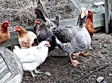 Poules et Sidonie 2.jpg