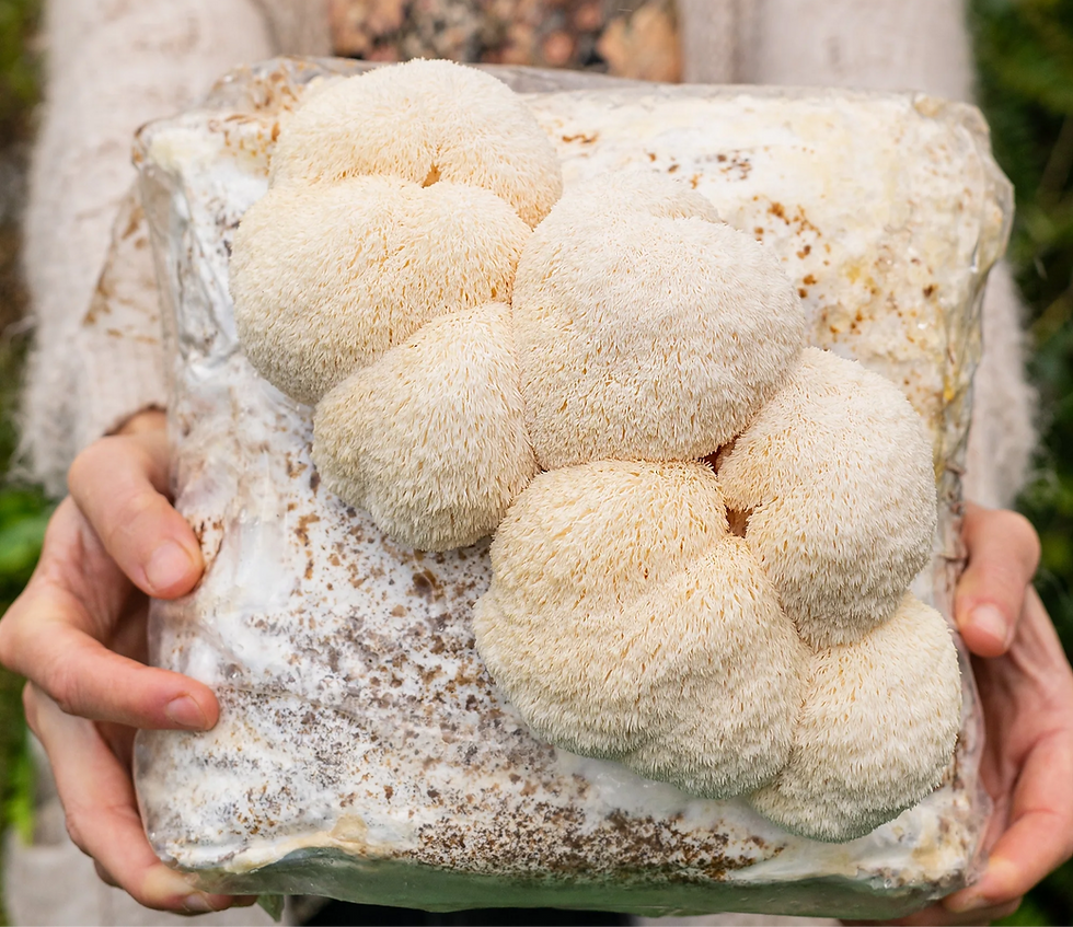 Lion’s Mane Growing FAQs for Class and Information Resource