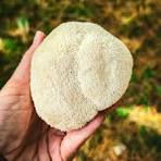 A Molecular Case for Lion's Mane - A Note to Pharmacy Students