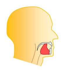 N.O.V.A. Flow - Neurological Optimization and Vagal Alignment: A Unique Flow State Meditation For Your Vagus Nerve
