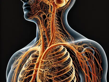POTS (Postural Orthostatic Tachycardia Syndrome) Explained: Subtypes, Symptoms, and a Holistic Path to Recovery