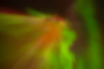 _DSC4240.jpeg