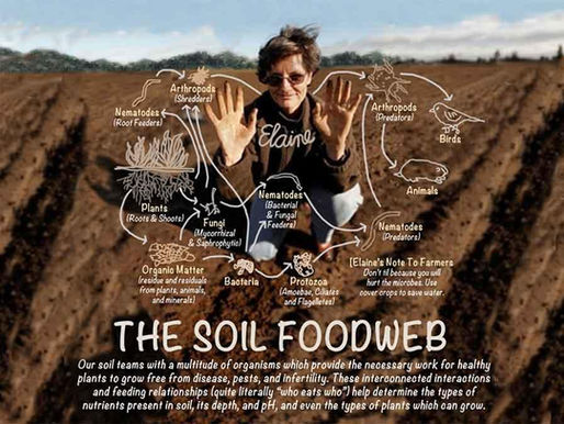 A new film: The Soil Food Web