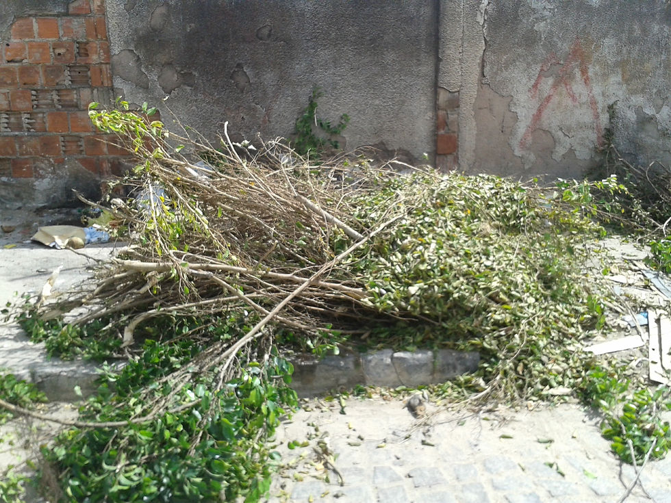 Mais árvore derrubada em San Martin