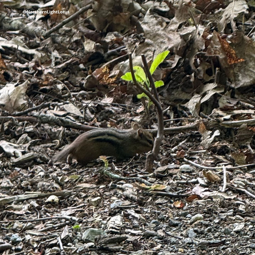 Chipmunk Spirit: Stay curious, stay playful—small joys lead to big magic.