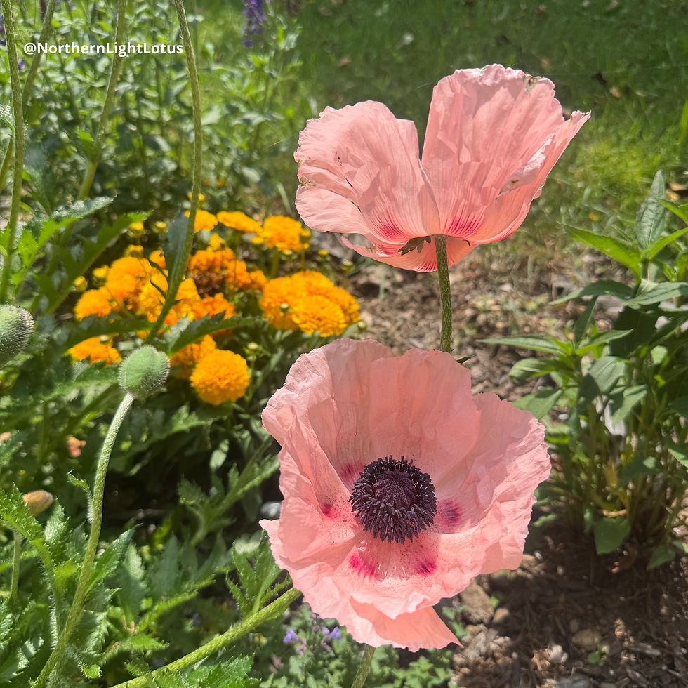 🌸 Poppy Spirit Message: You were never meant to stay closed—unfold, rise, and let the light meet the real you.