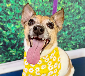 northern light lotus