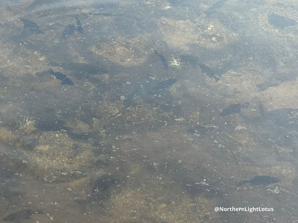 Fish Spirit: Go with the flow—there’s strength in staying present and moving together with life’s current.