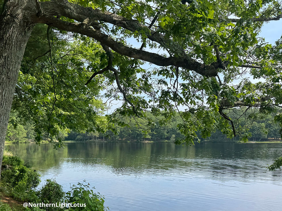 Tree by the Water Spirit Message: Stillness reveals what rushing often misses—pause, and let the wisdom find you.