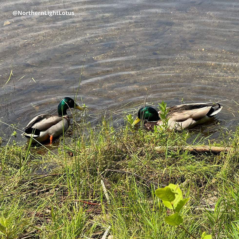 Mallard Duck Spirit brings a message of emotional clarity and graceful movement through change—trust your instincts and glide toward what feels right.