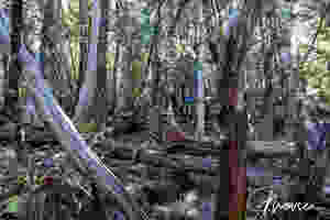 Forest below Wentworth Hills