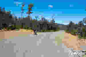 Biking the forestry roads