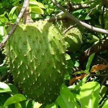 Cultivo-de-Guanabana2.webp