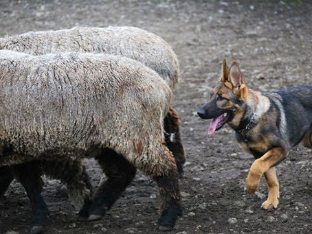 Herding German Shepherd