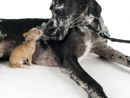 Fear of Strangers in Dogs—What a New Study Found