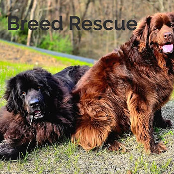 Barklee and Kimber (Newfoundlands) Breed Rescue