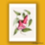 Flat lay of the Chilean Bellflower botanical print on a mustard background, showing the full pink floral illustration c