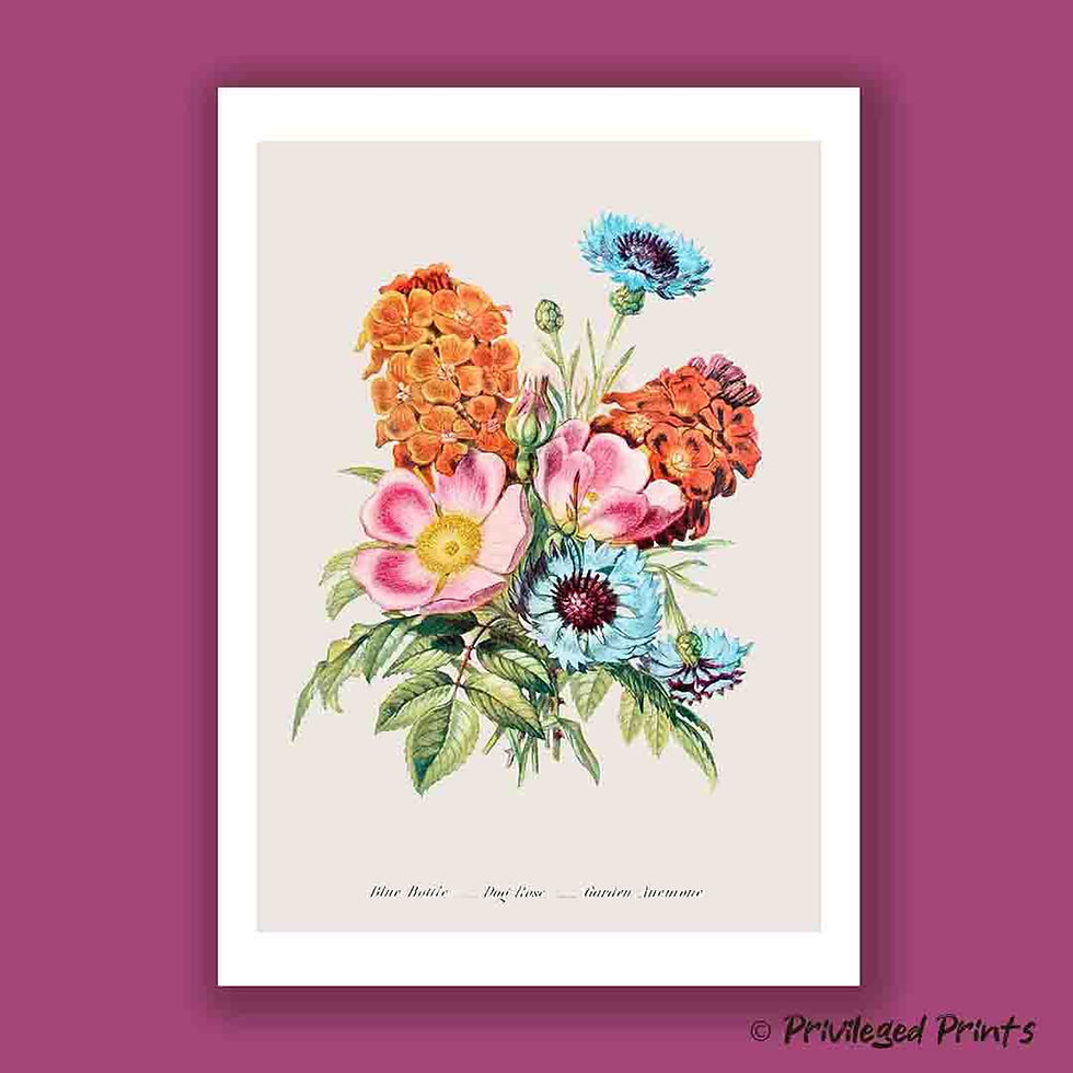 Flat lay of the Blue Bottle, Dog Rose, and Anemone botanical print, showing the full mixed floral illustration clearly.