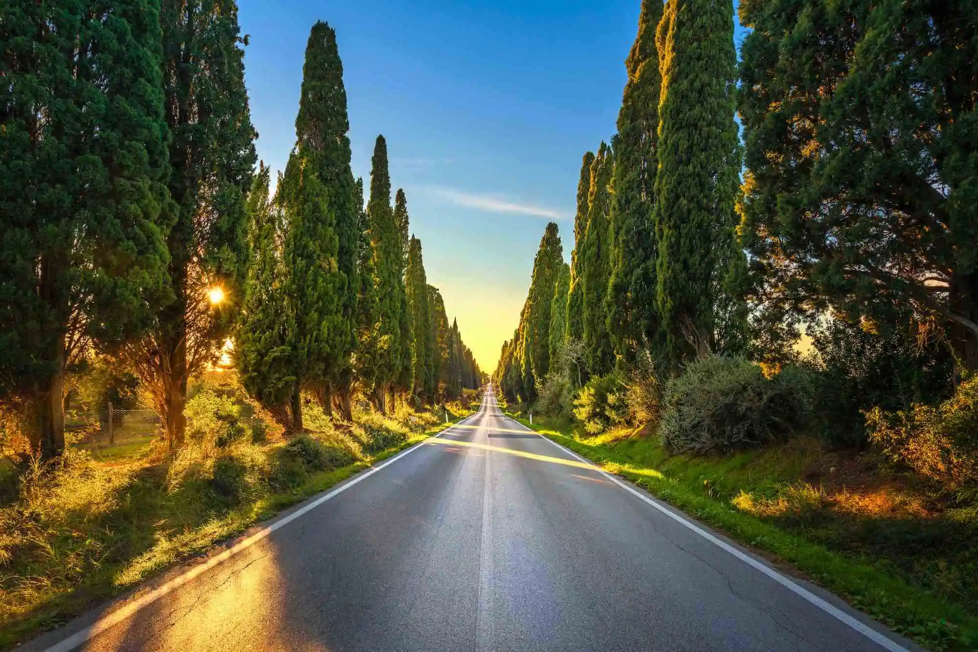 bolgheri_viale_cipressi.webp
