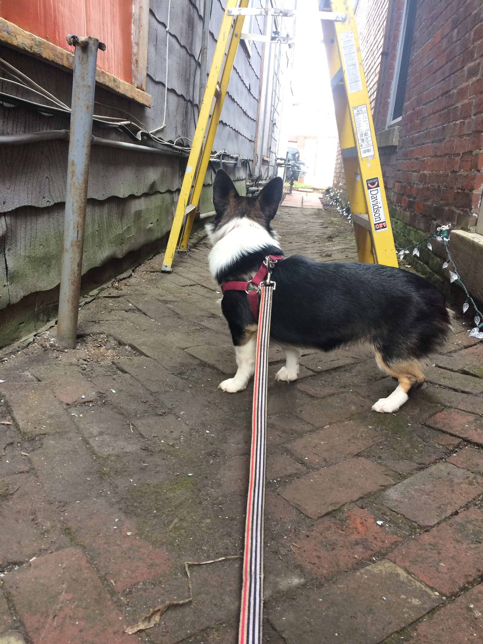 Ophelia the Corgi checking things out.