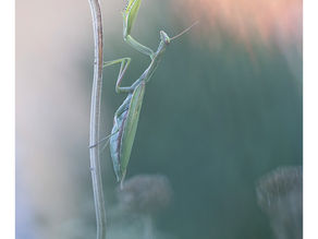 Exposition Ame Nature