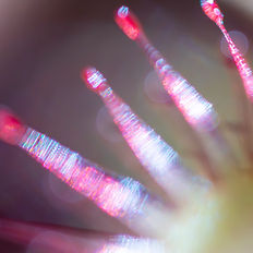 Atelier photo Drosera