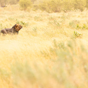 Photo d'un lion  au Botswana - Karine Bernardoux photographie - Exposition Naturelle
