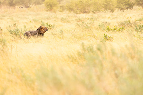 Photo d'un lion au Botswana - Karine Bernardoux photographie - Exposition Naturelle
