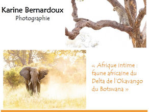 Une exposition photographique " Afrique Intime" sur la faune africaine du Delta de l'Okavango du Botswana novembre 2025