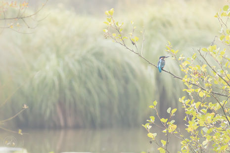 Martin pêcheur à la réserve de La Truchère en Saône et Loire